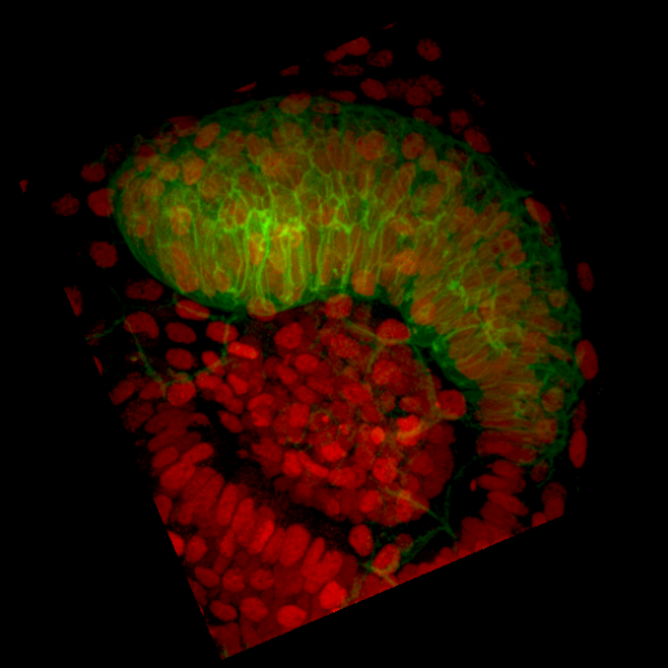 The image was acquired with a Leica SP8 confocal with a water objective (NA 1.1) and represents a fish eye with membrane in green and nuclei in red.
