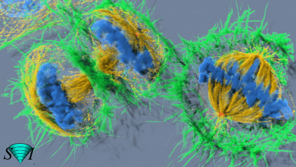 This high-quality movie shows dividing cells imaged as a 3D volume, deconvolved, and deconvolved with Huygens. Blue represents DAPI staining, red indicates pericentrin (centrosome) staining, yellow is alpha-tubulin, and green shows actin (phalloidin). The raw image data was acquired on a DeltaVision Elite, with a 60x oil 1.42 NA objective by Dr. Alexia Ferrand, Imaging Core Facility, Biozentrum, University of Basel, Switzerland.