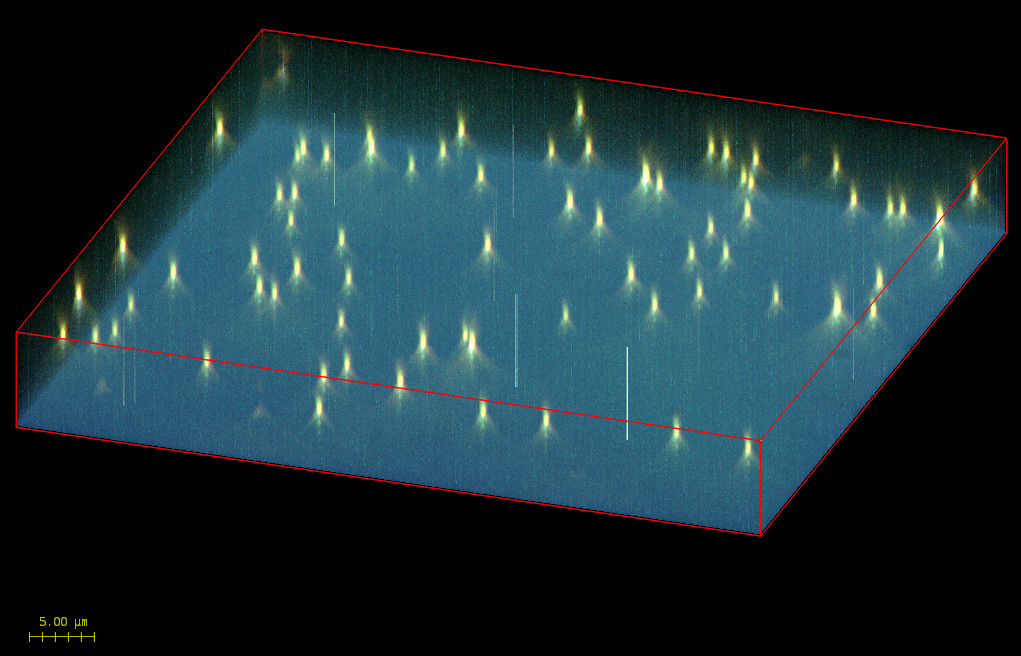 Huygens MIP rendered projection of a raw 3D widefield stack image of 100nm multicoloured beads (TetraSpeck - Life Technologies). Hot pixels are clearly seen as stripes of high intensity values preserved in the axial dimension. Note the blurring cones of the beads and the misalignment of the different channels, which becomes more obvious after deconvolution of this raw image